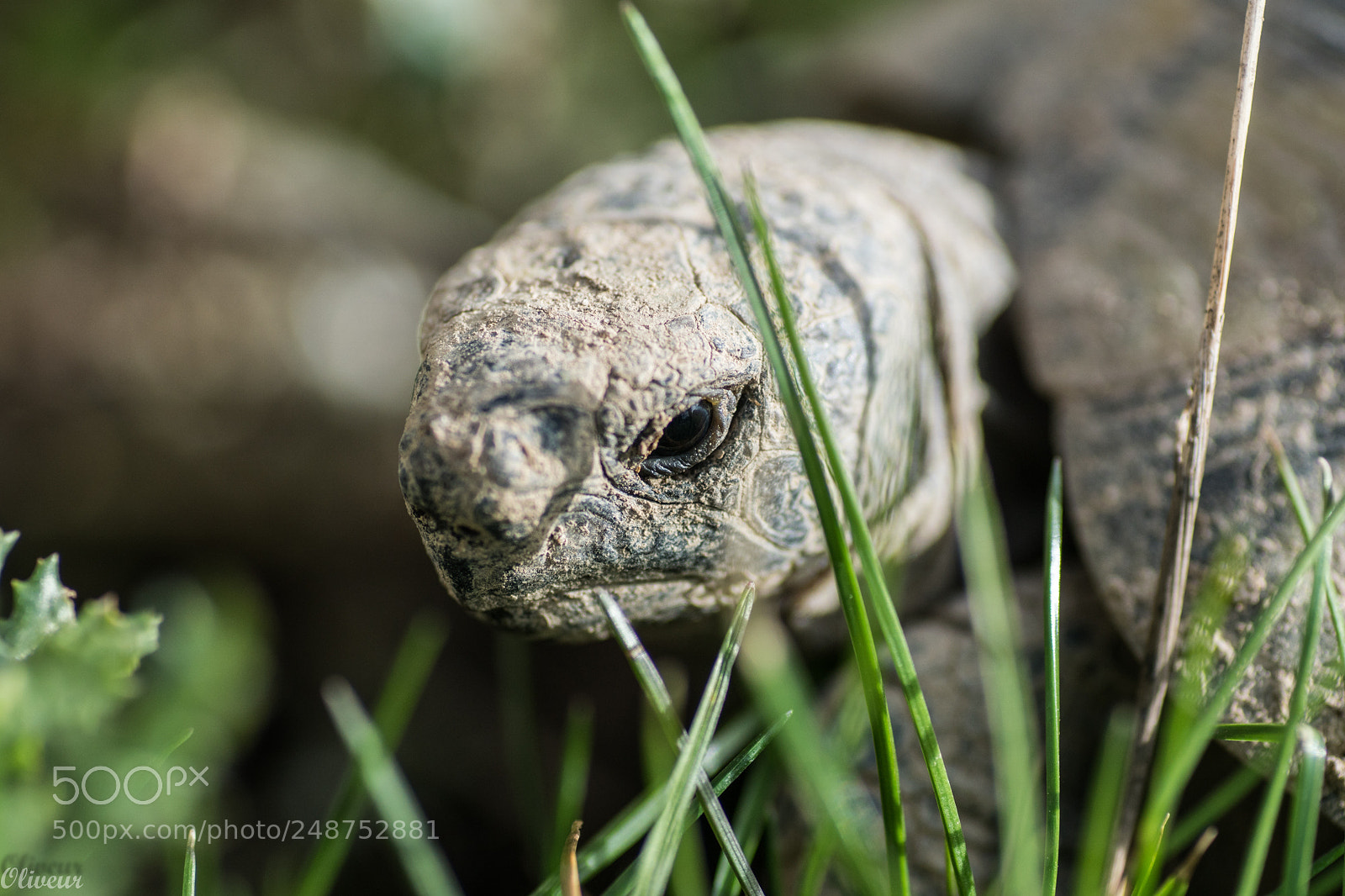 Sony ILCA-77M2 sample photo. Tortue hermann photography