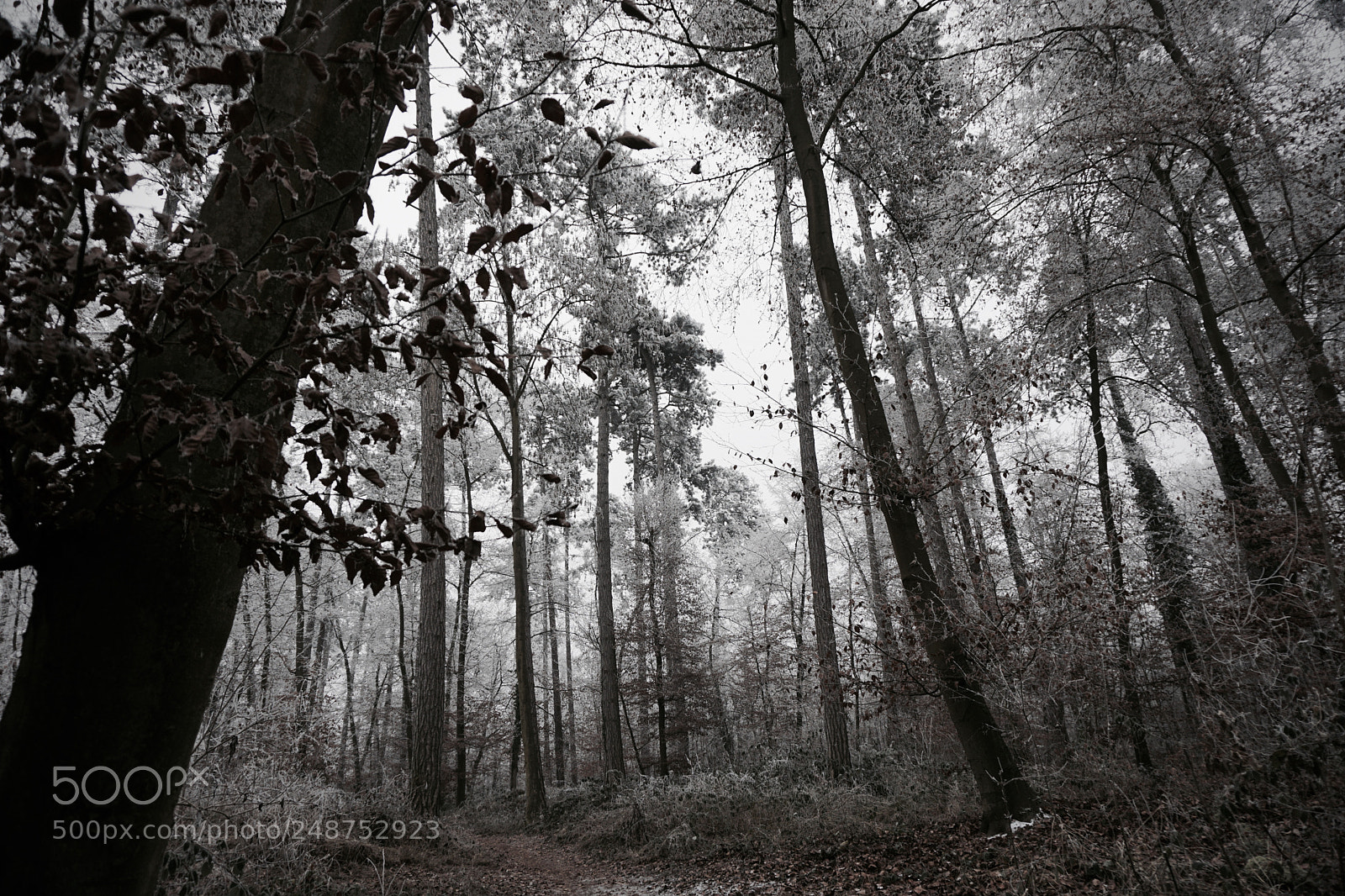 Sony a6000 sample photo. Last winter, gonsenheimer wald photography