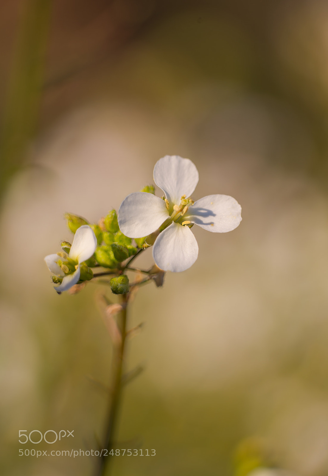 Nikon D610 sample photo. Rabanises photography