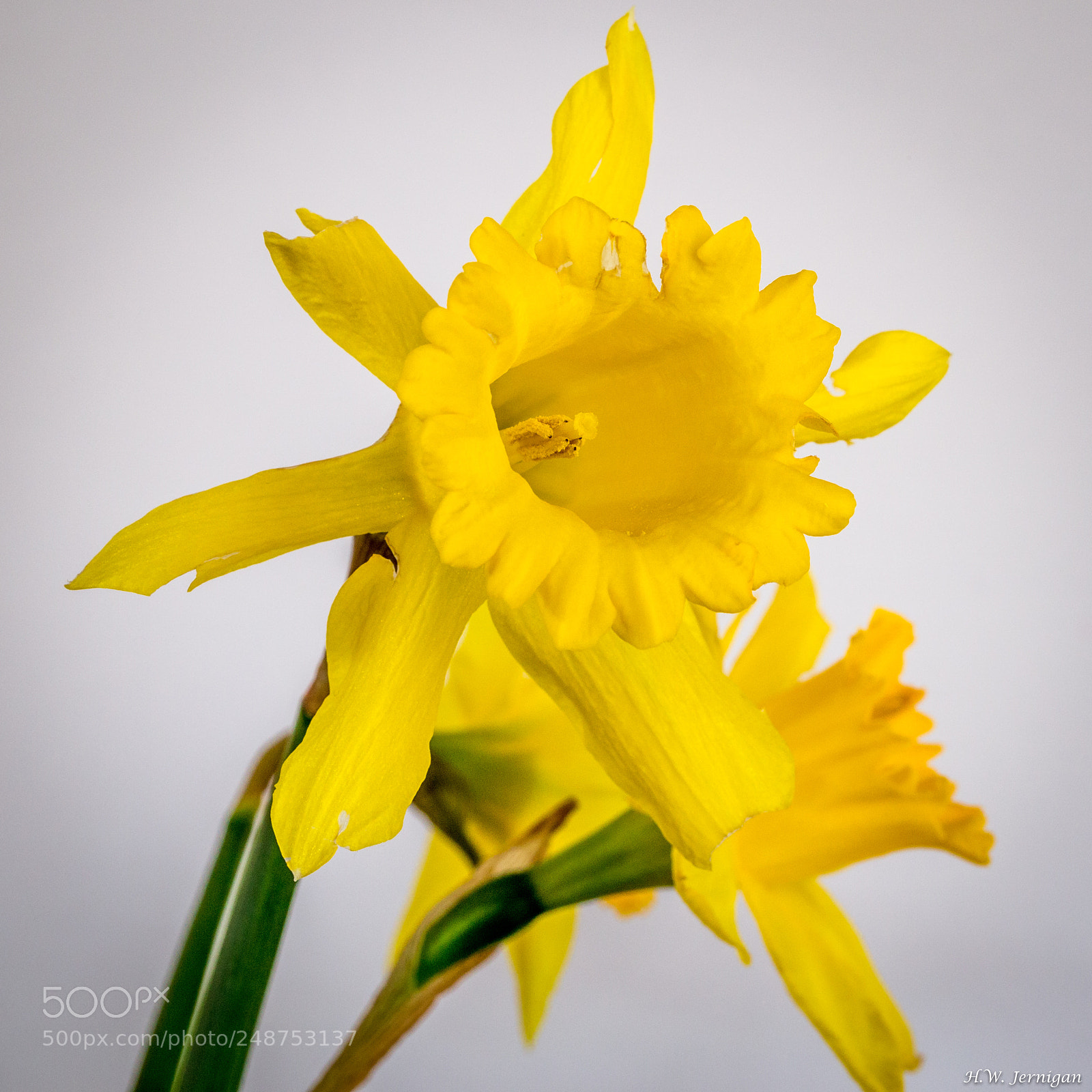 Canon EOS 6D sample photo. Daffodils photography