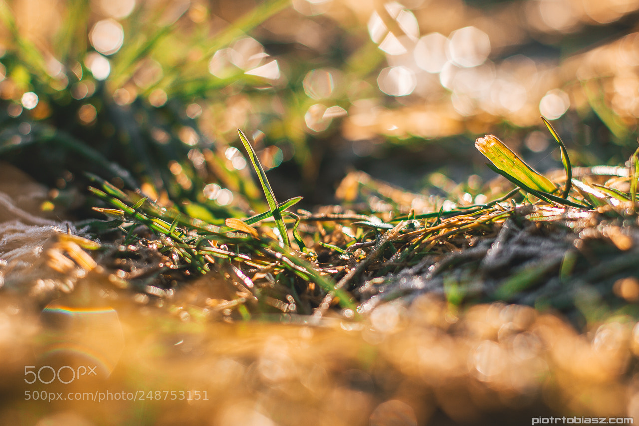 Canon EOS 7D sample photo. Is it spring already? photography
