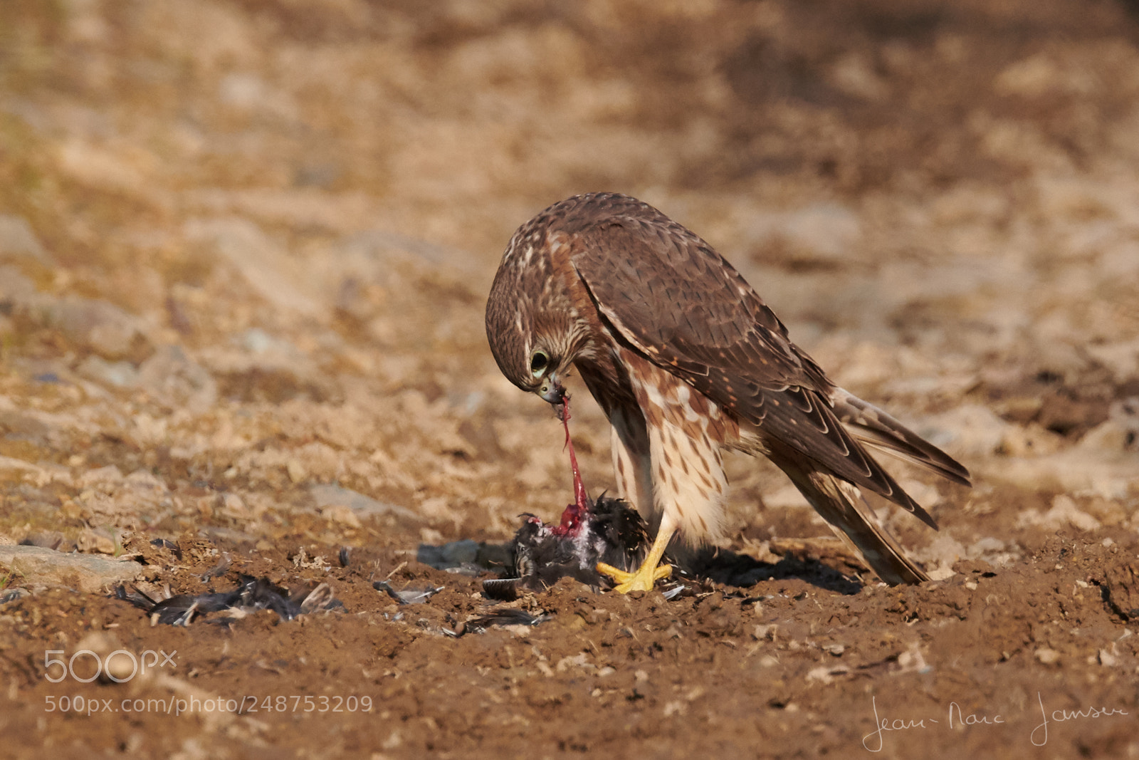 Nikon D850 sample photo. Buzzard in winter photography