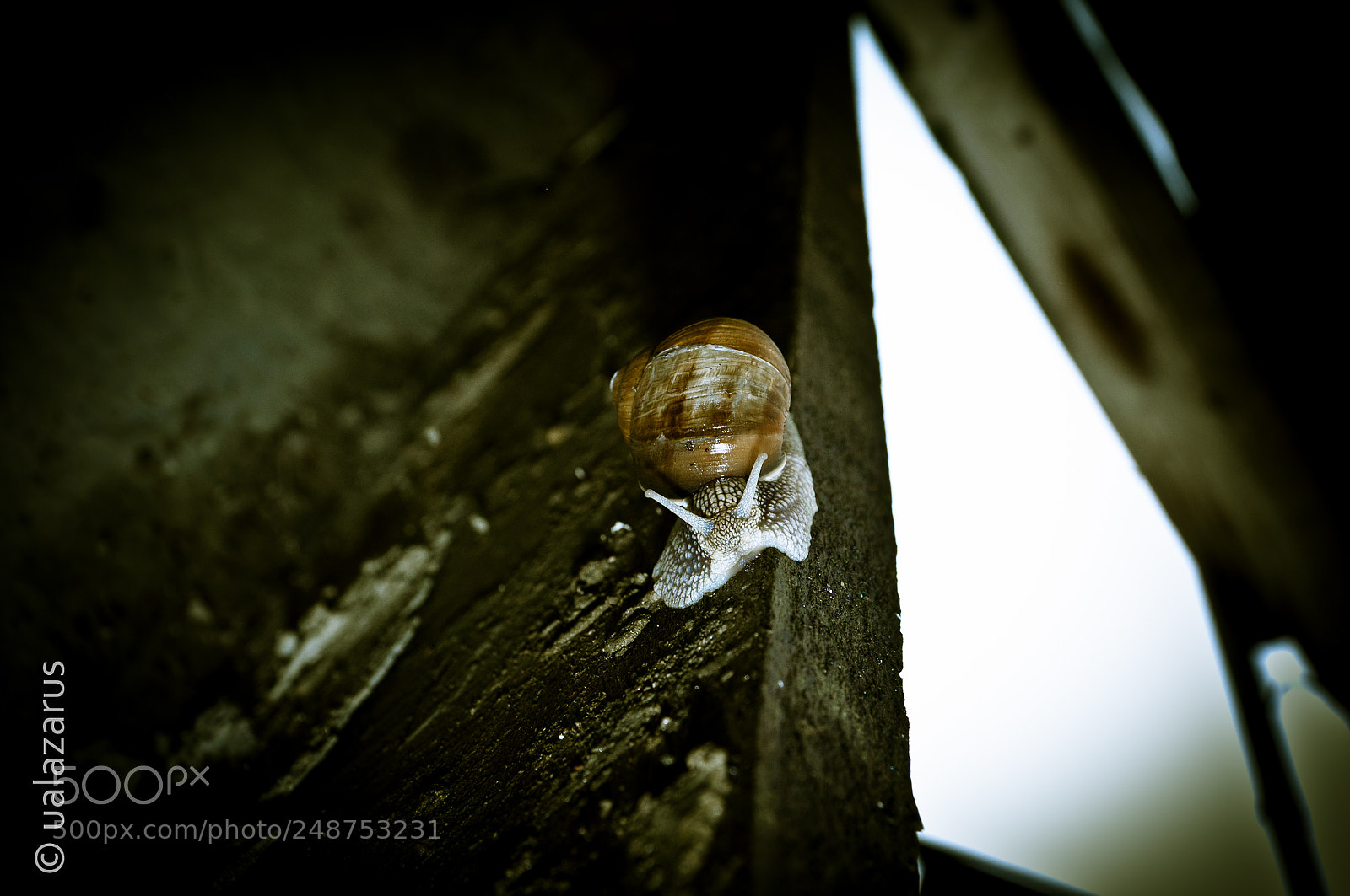 Nikon D90 sample photo. Snail photography