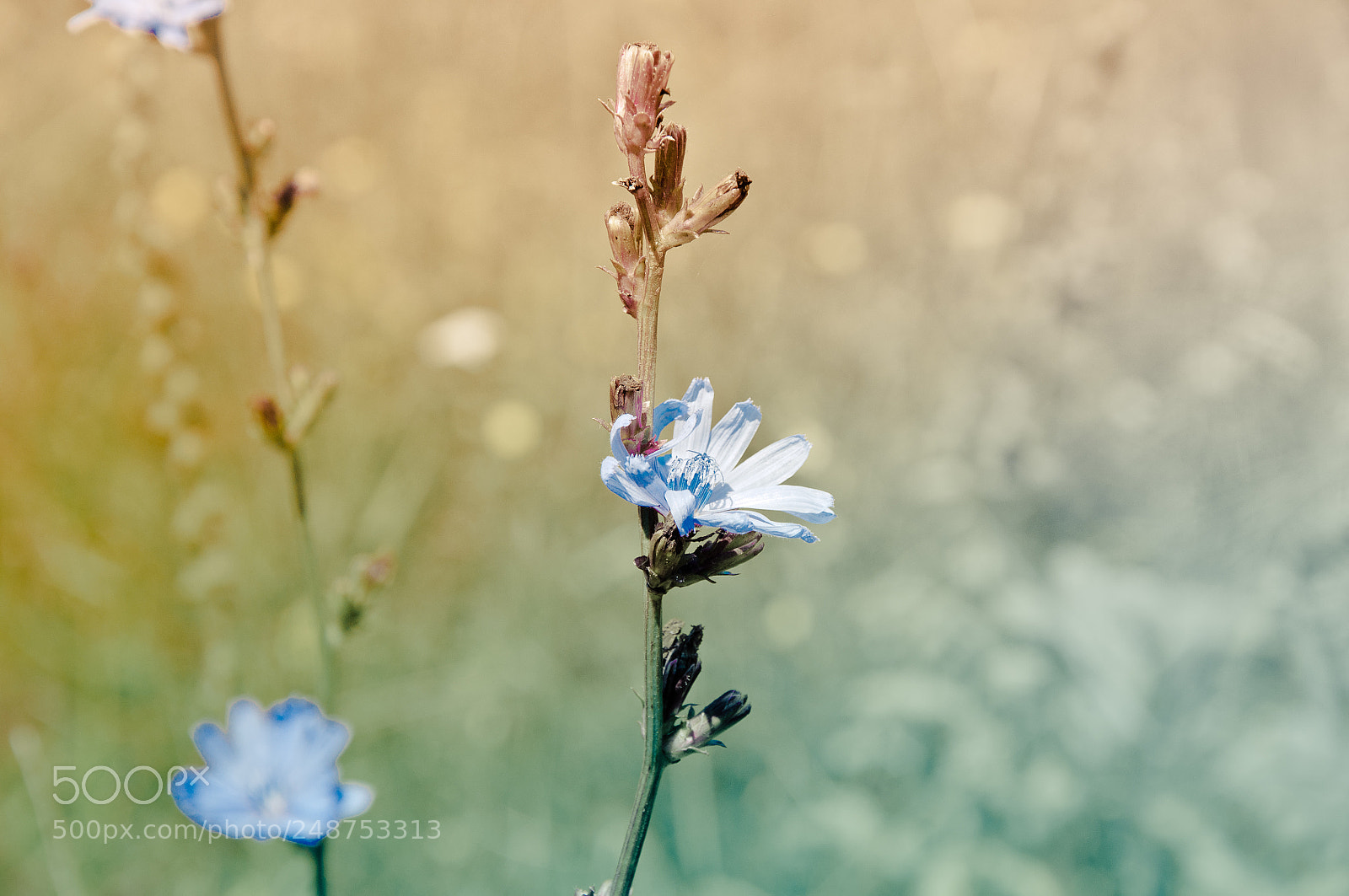 Nikon D90 sample photo. Summer dreams photography