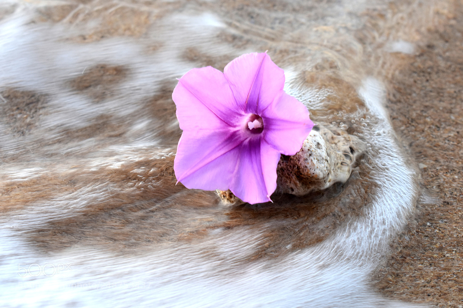 Nikon D3400 sample photo. Flower in waves photography