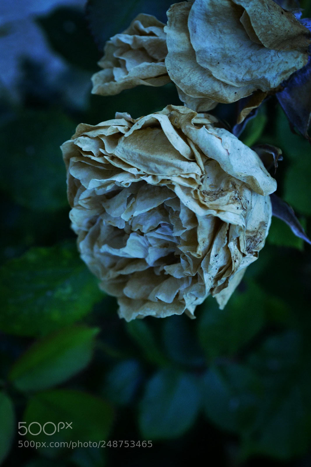 Nikon D3100 sample photo. Untitled photography
