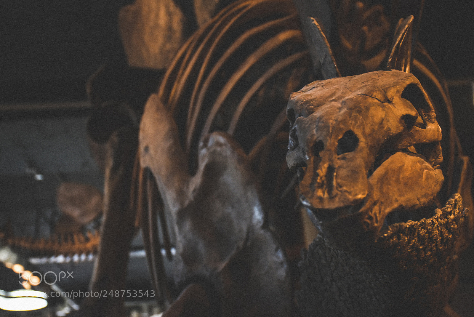 Nikon D7200 sample photo. Stegosaurus laugh photography