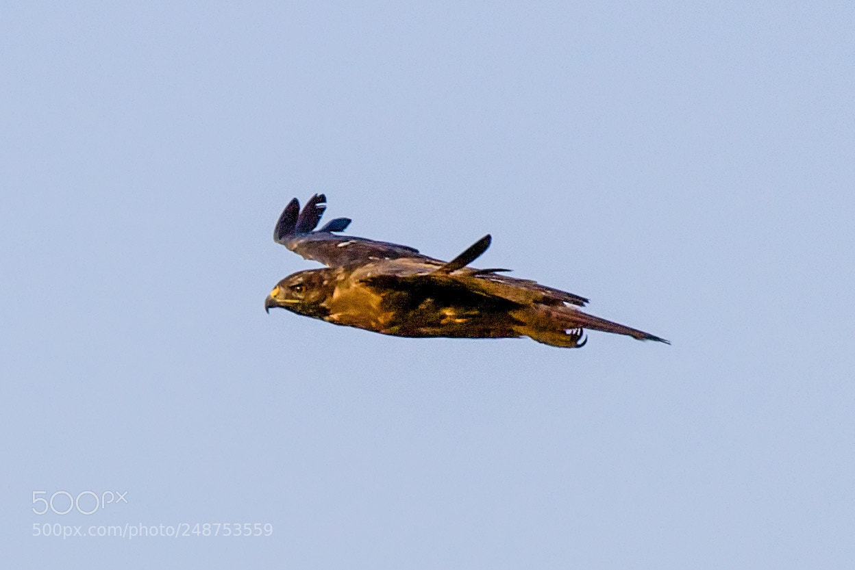 Canon EOS 50D sample photo. Glider photography