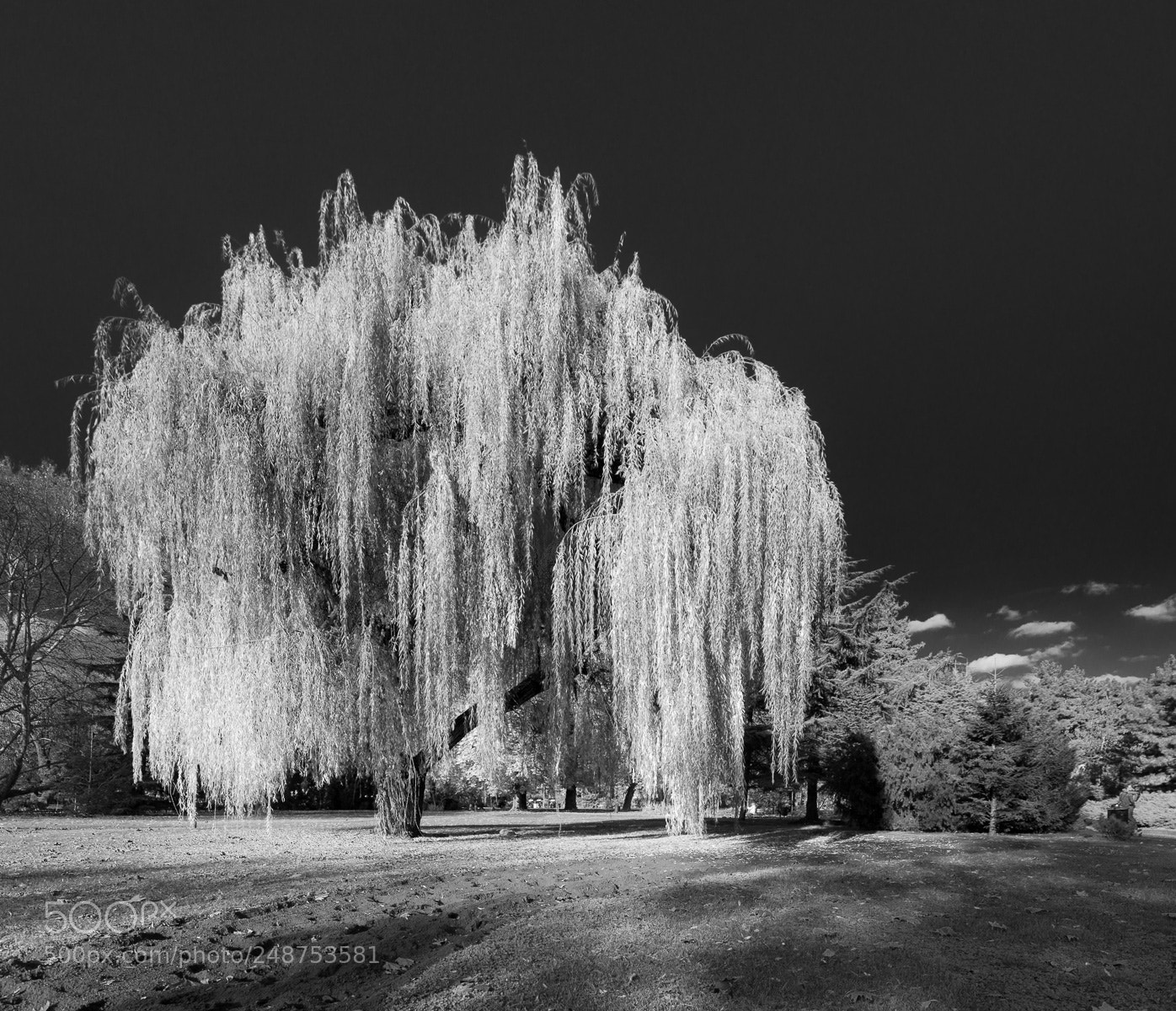 Canon EOS 7D sample photo. White willow photography