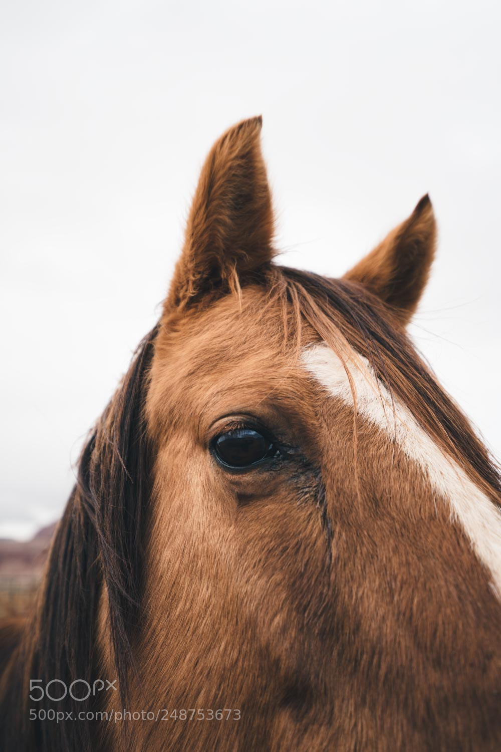 Sony a7 II sample photo. Portrait of a horse photography