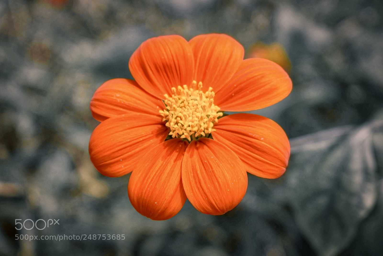 Nikon D5300 sample photo. Tropical orange photography