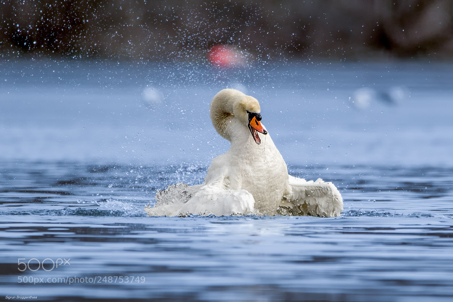 Canon EOS 7D Mark II sample photo. H ckerschwan mute swan photography