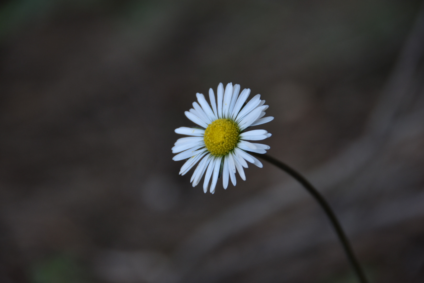 Nikon D3400 sample photo