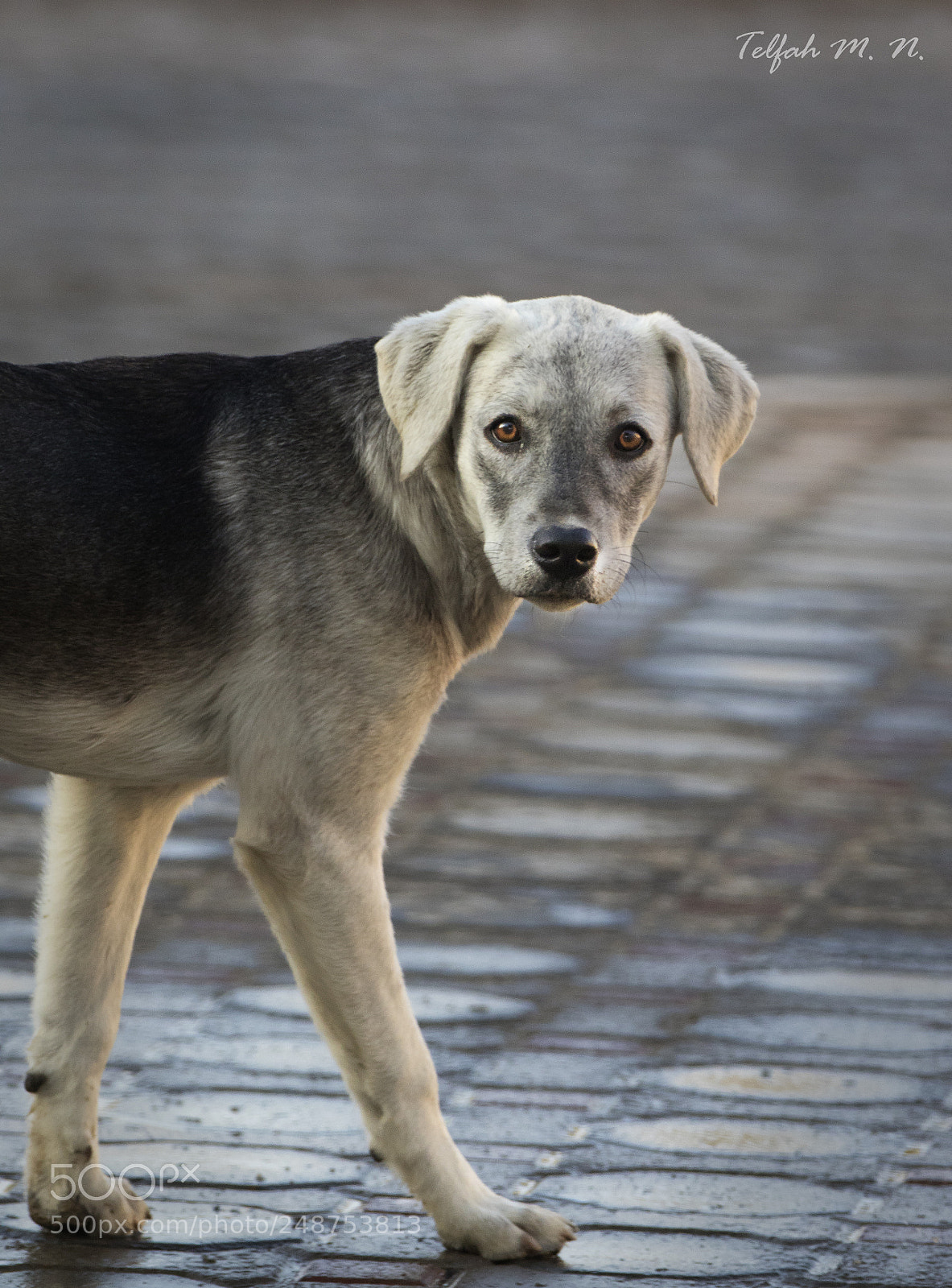 Canon EOS 7D Mark II sample photo. Grey dog photography