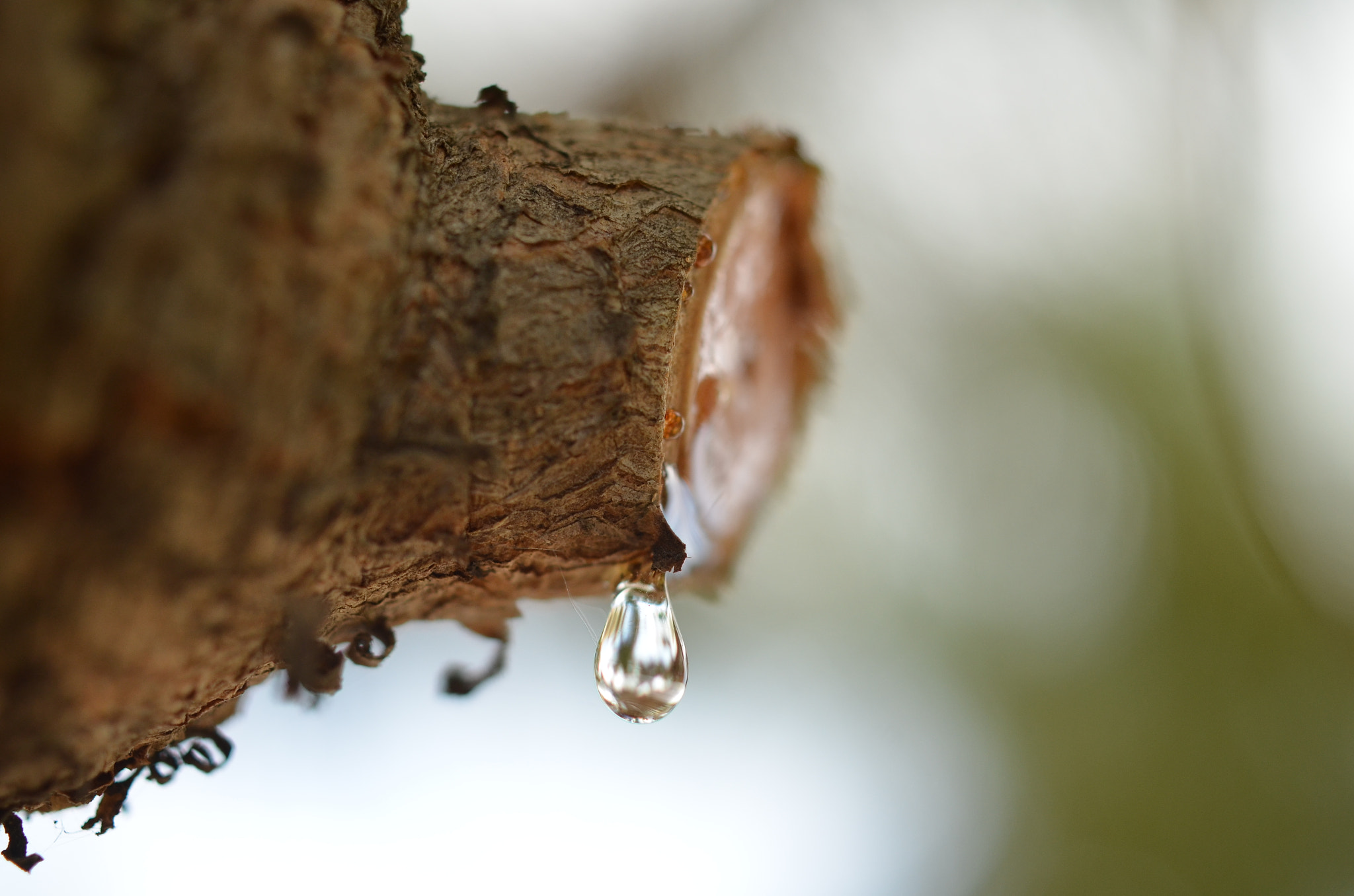 Tokina AT-X Pro 35mm F2.8 Macro DX sample photo. Juice from the wood... photography