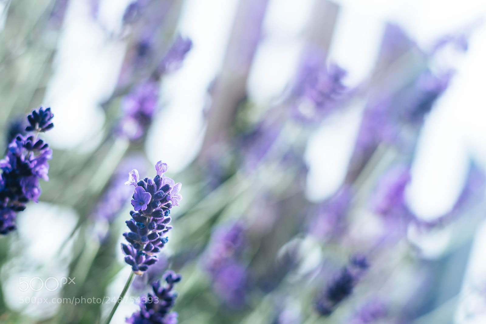 Nikon D5500 sample photo. Summernights photography