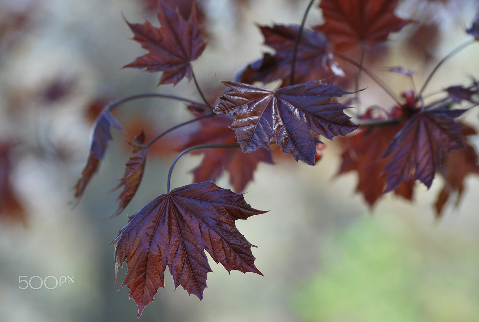 Nikon D60 + Sigma 70-300mm F4-5.6 APO DG Macro sample photo. 3 leafs to the wind photography