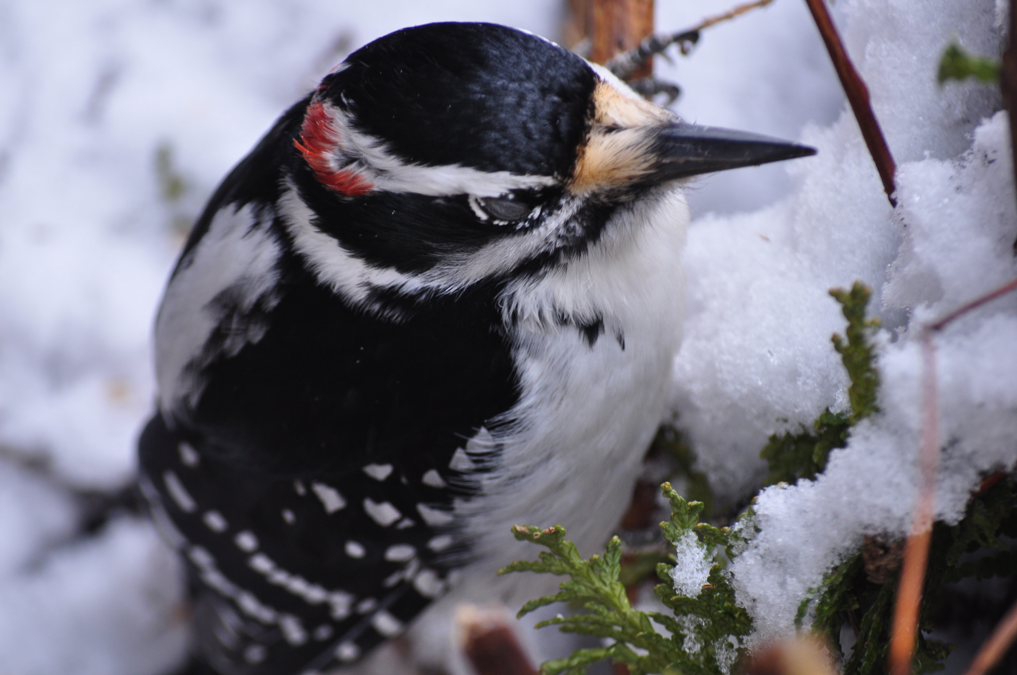 Nikon D5000 sample photo. Mr. woodpecker photography