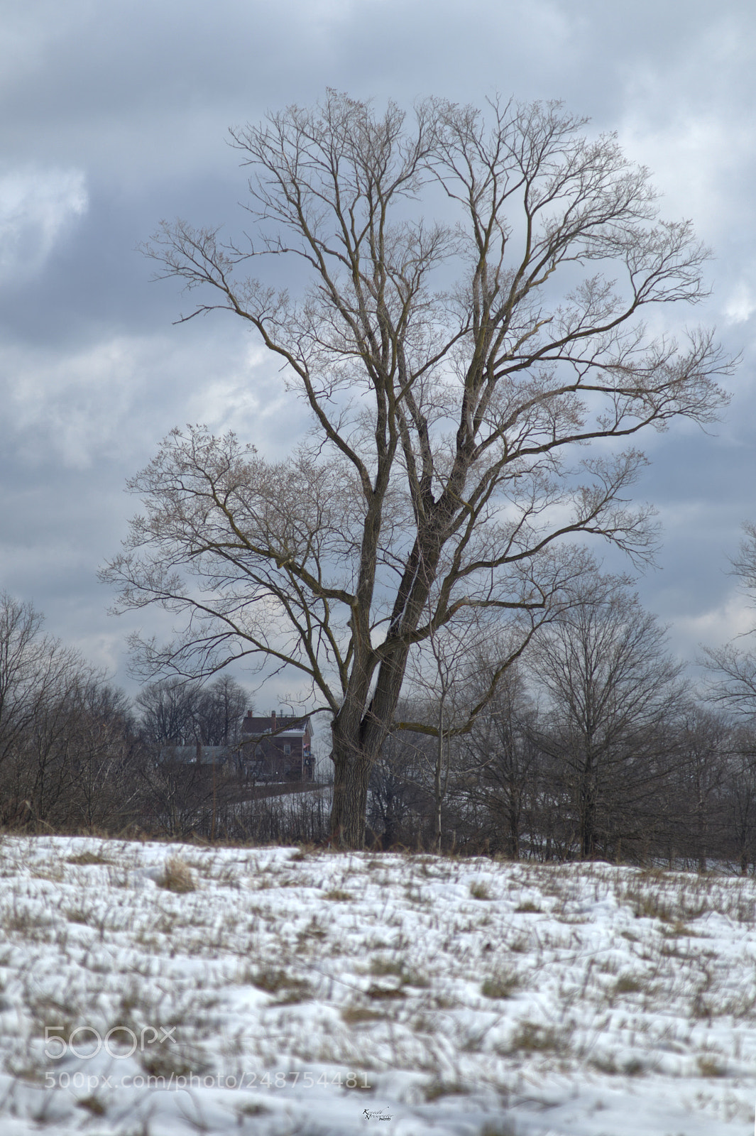 Canon EOS M5 sample photo. Dormant tree photography