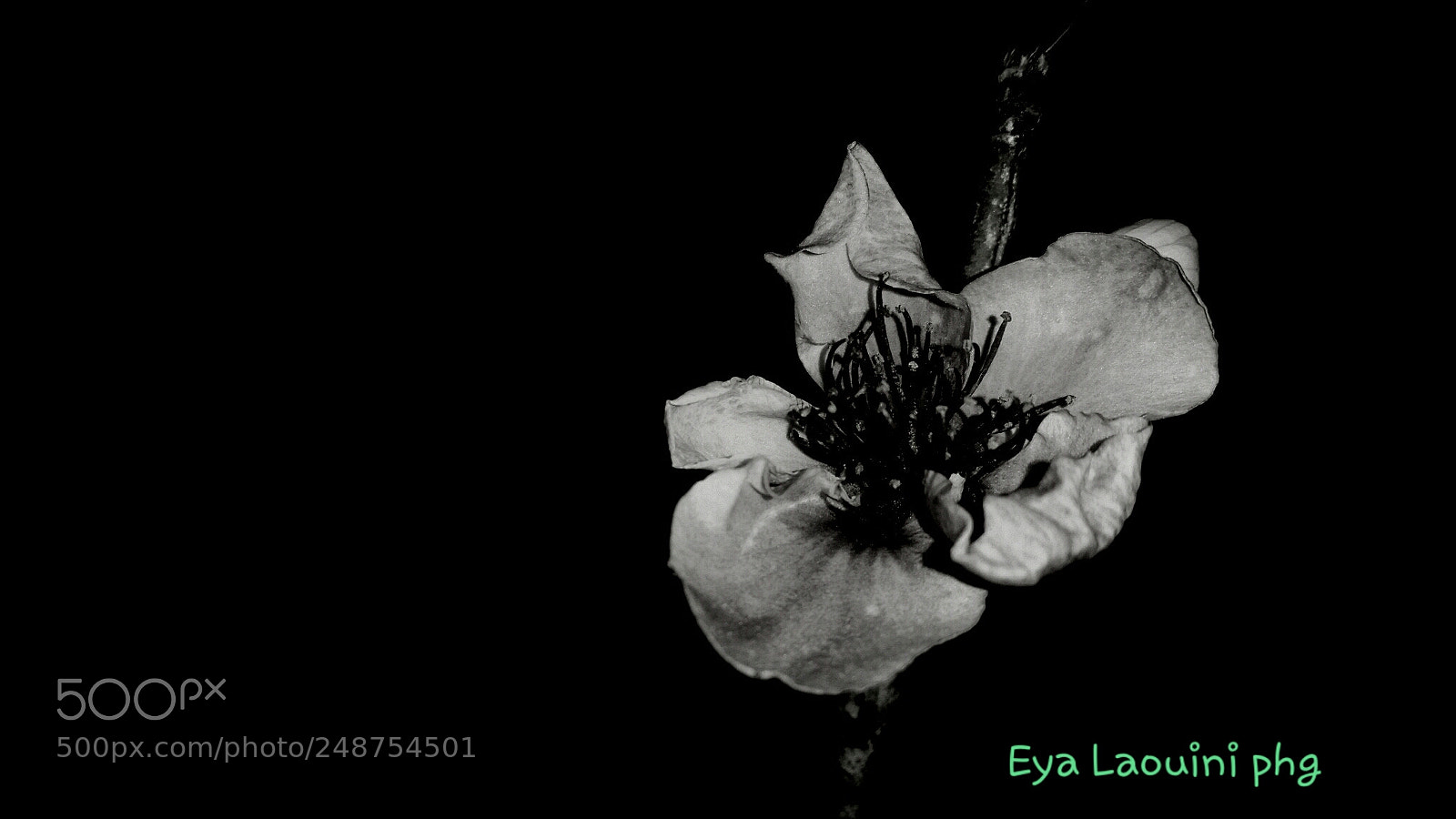 Samsung Galaxy S5 sample photo. Untitled photography