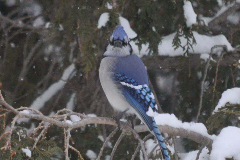 Nikon D5000 sample photo. Mr bluejay photography