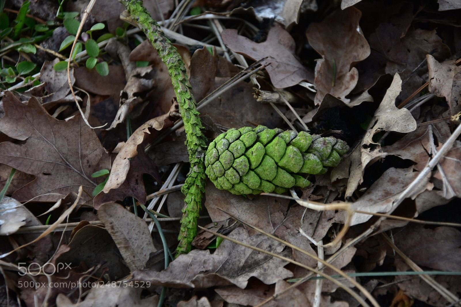 Nikon D7200 sample photo. Winter goes sleep! photography
