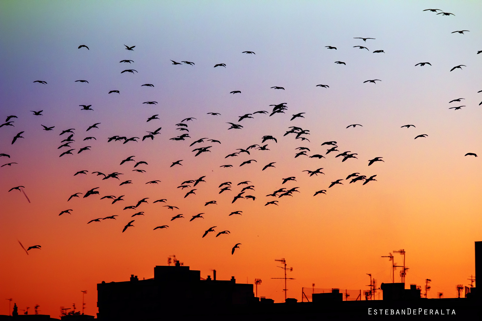 Sunset birds