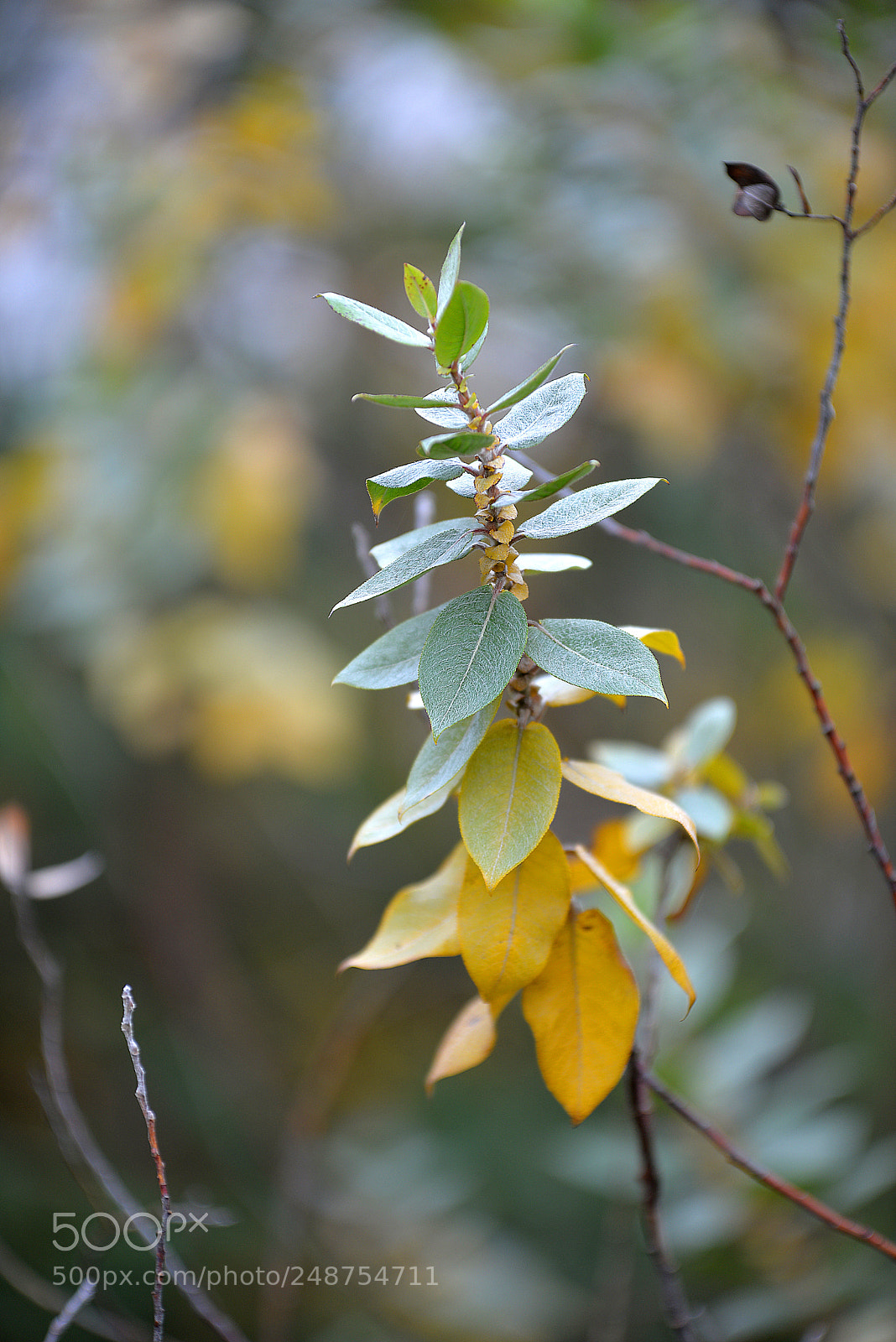 Nikon D610 sample photo. Autumn plant photography