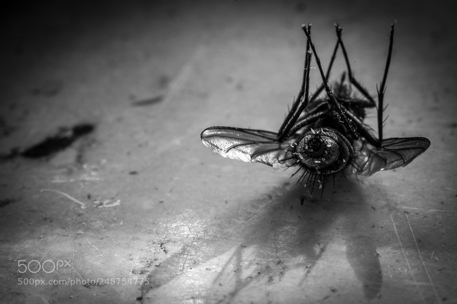Sony SLT-A77 sample photo. Dead flies tell no photography