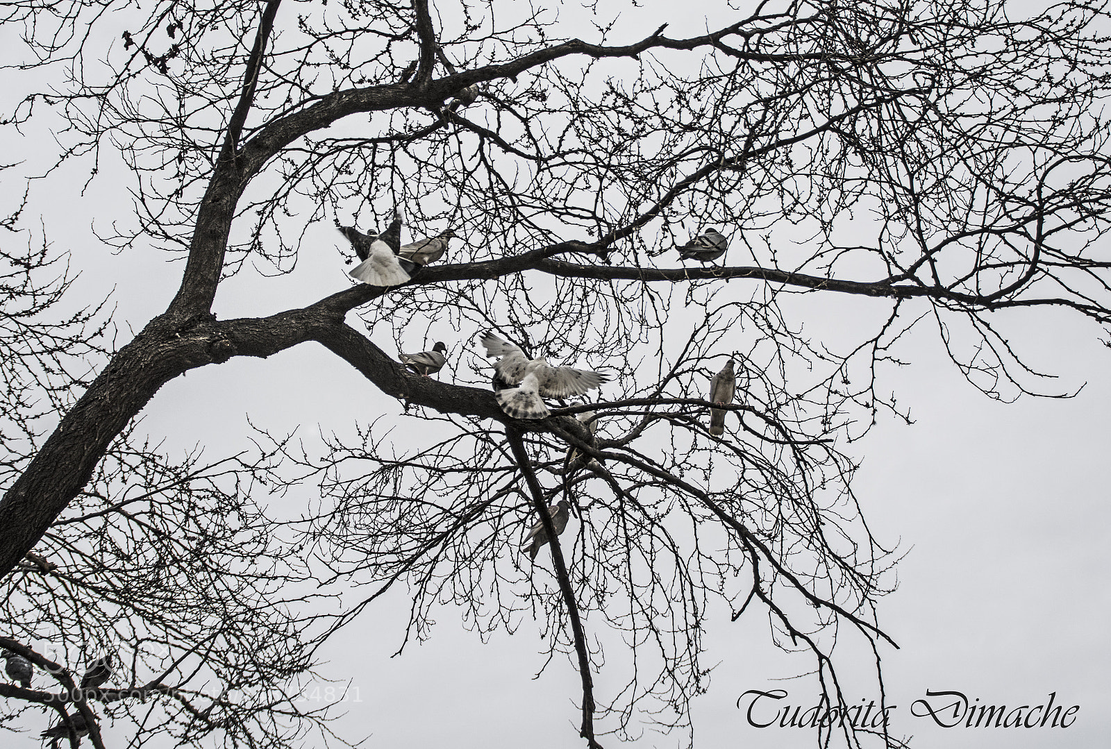 Nikon D7100 sample photo. Birds photography