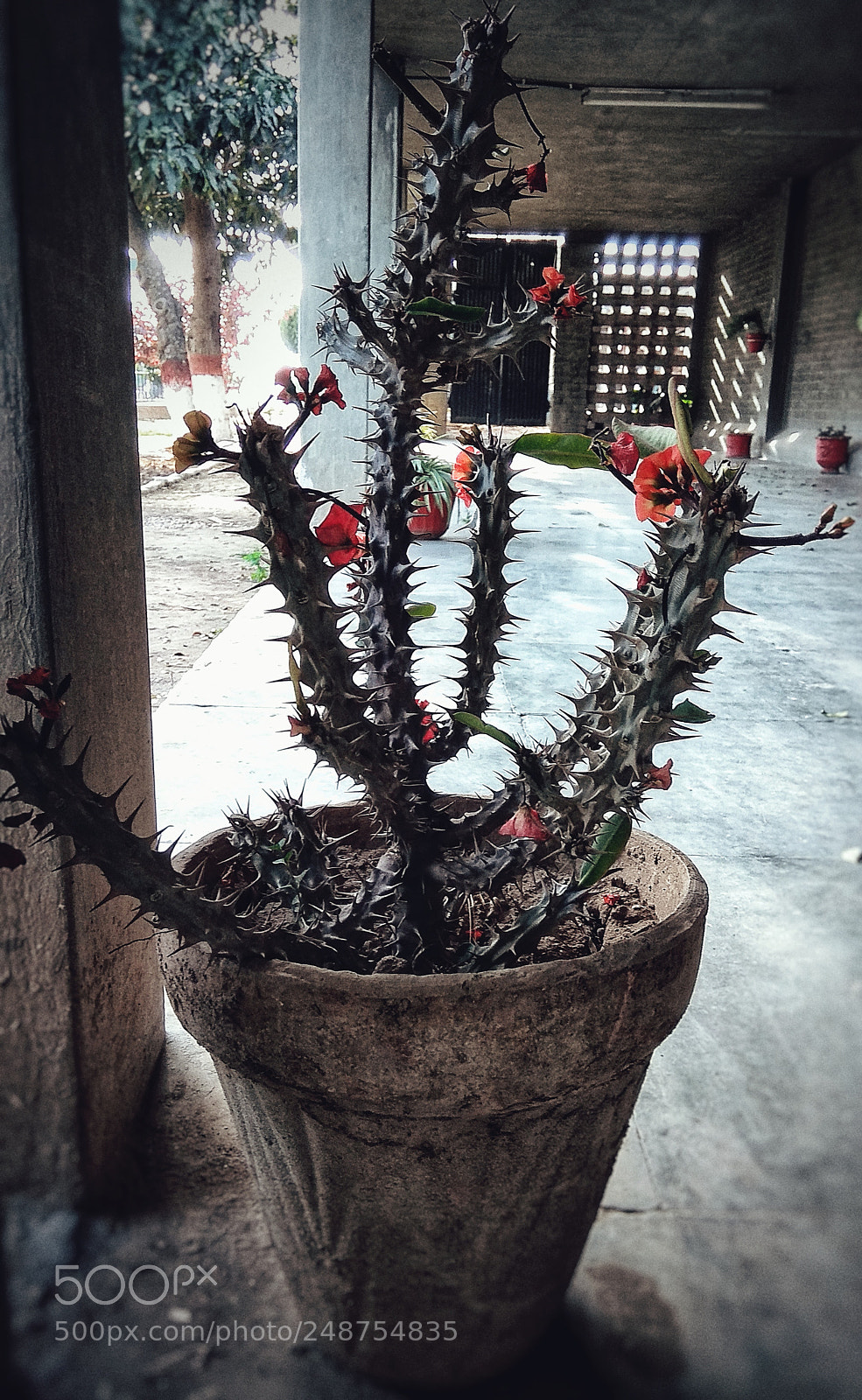 Xiaomi Redmi Note 4 sample photo. Phool aur kante photography