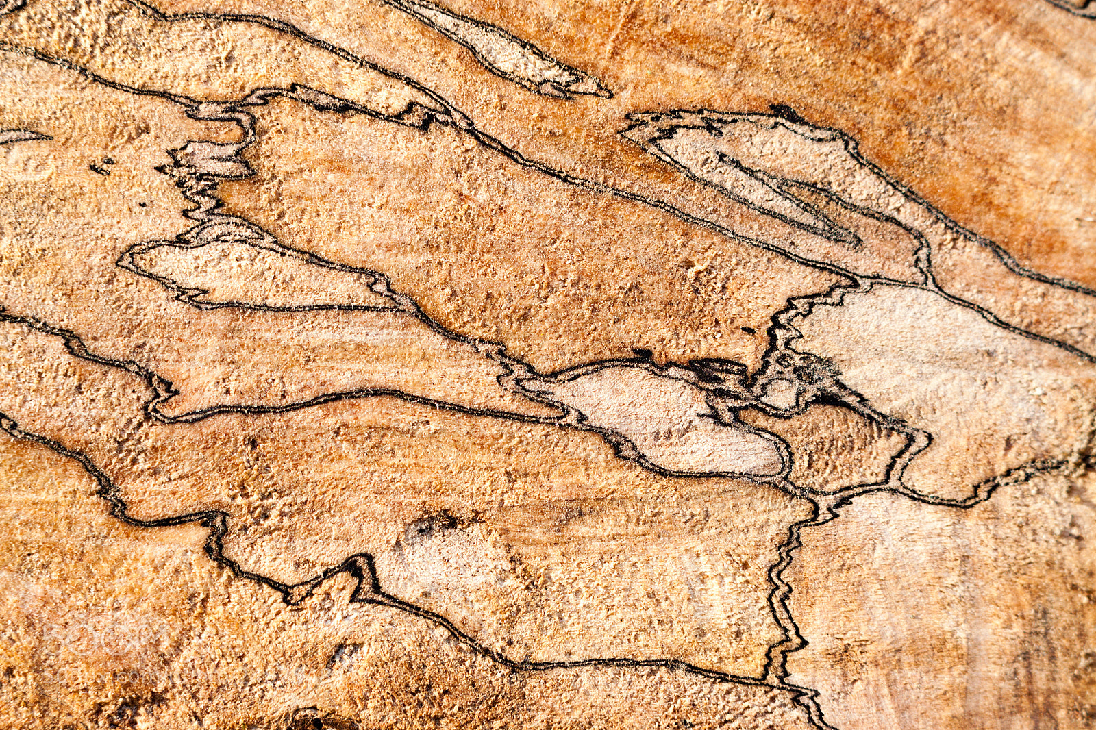 Canon EOS 50D sample photo. Spalted wood grains photography