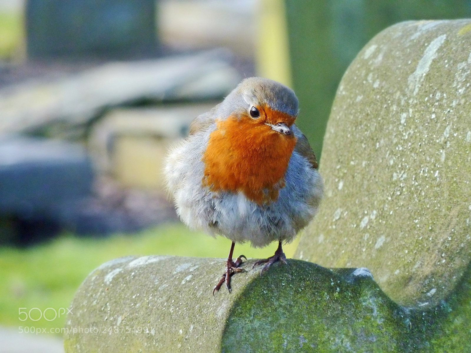 Panasonic Lumix DMC-ZS5 (Lumix DMC-TZ8) sample photo. Robin in the howff photography