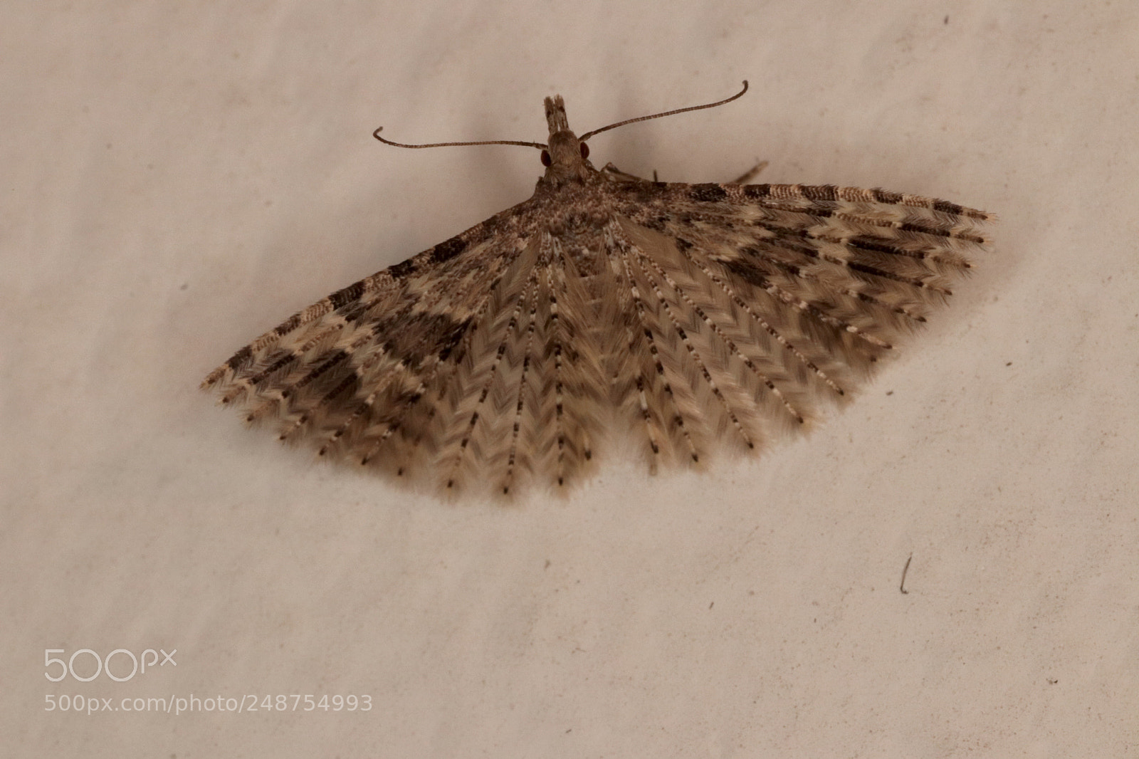 Canon EOS 77D (EOS 9000D / EOS 770D) sample photo. Moth on the wall photography