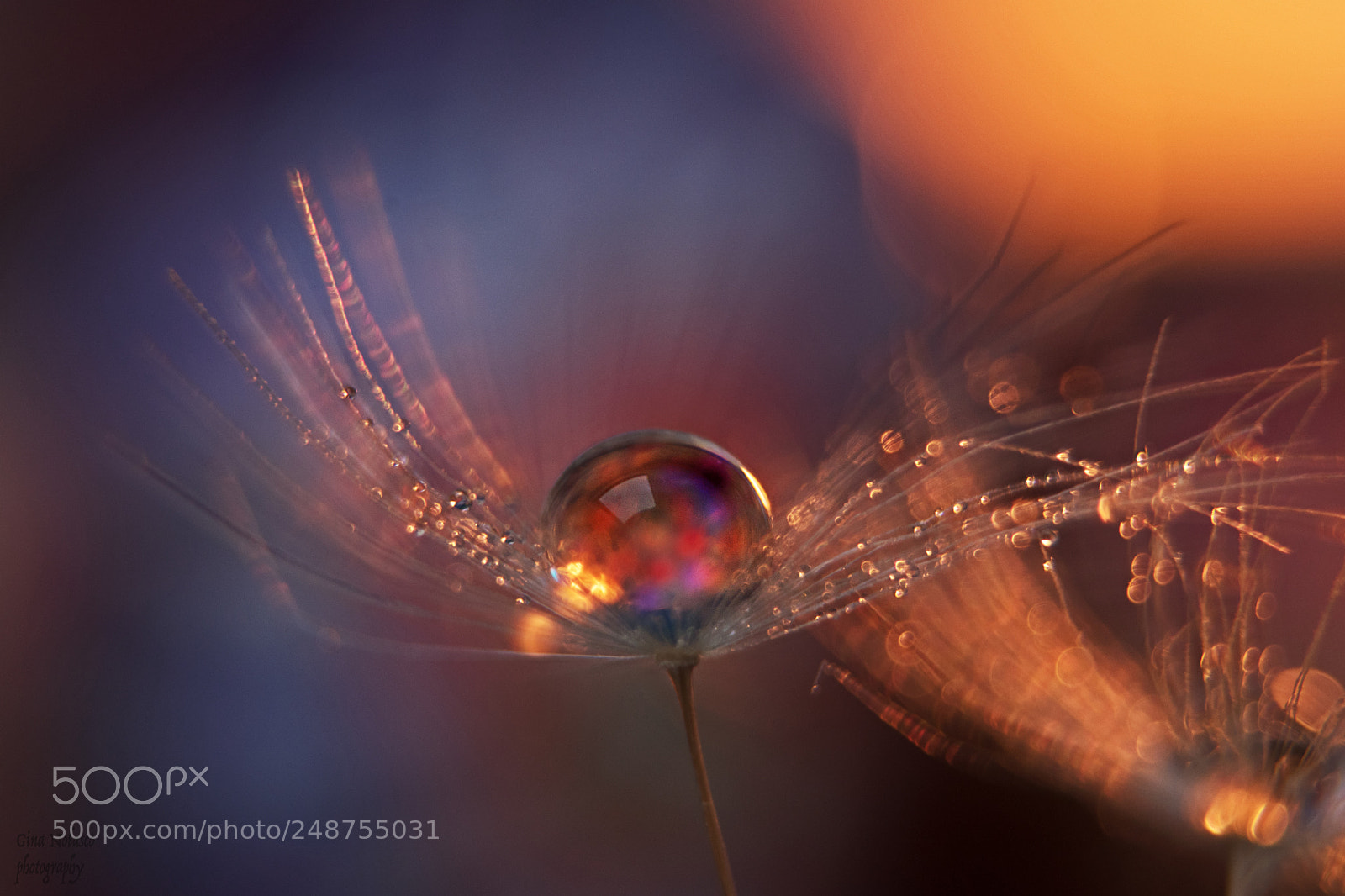 Nikon D5500 sample photo. Droplets and reflections photography