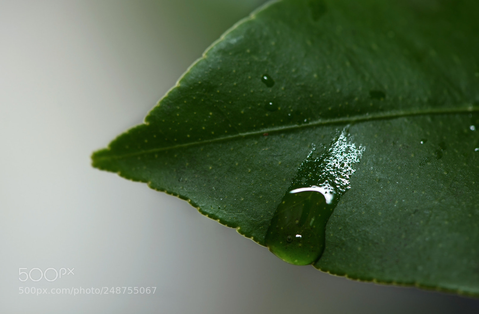 Nikon D800 sample photo. Let it out photography