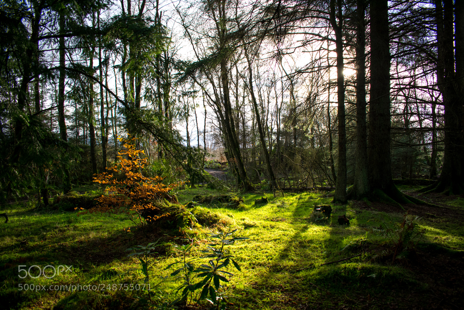 Nikon D3400 sample photo. Mugdock forest rays photography