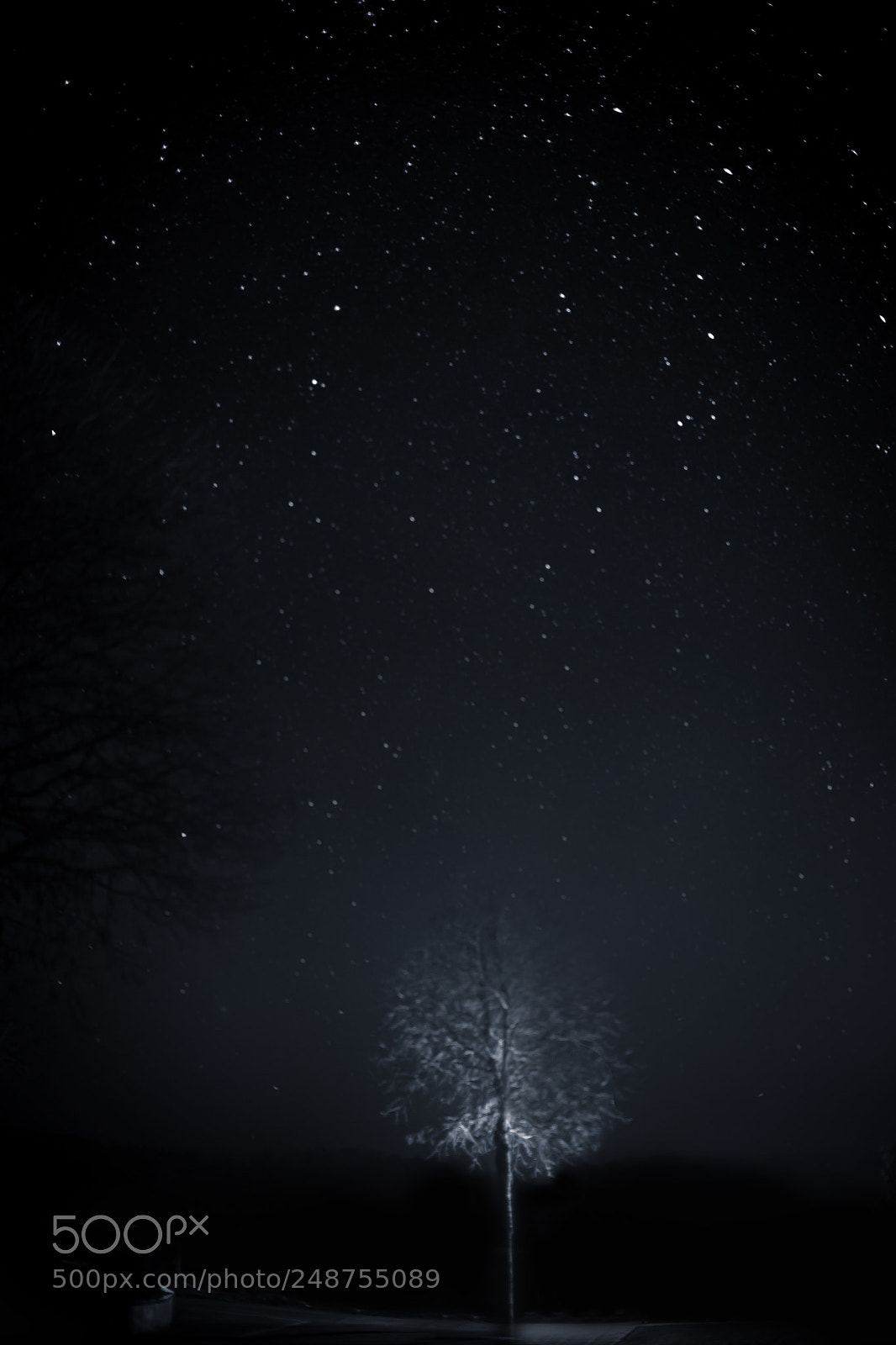 Sony a7 II sample photo. A lonely tree in photography