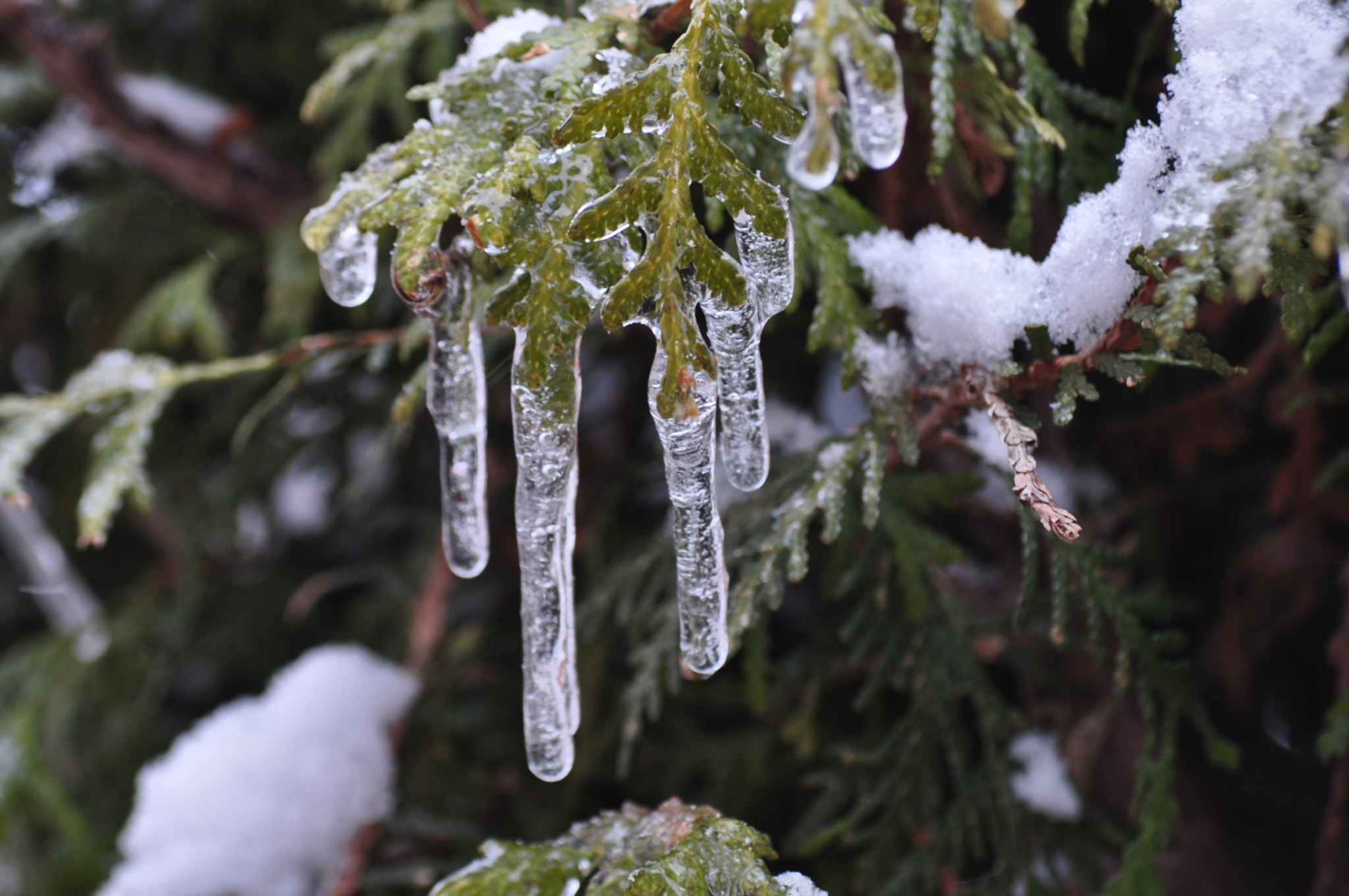 Nikon D5000 sample photo. Solid drips photography