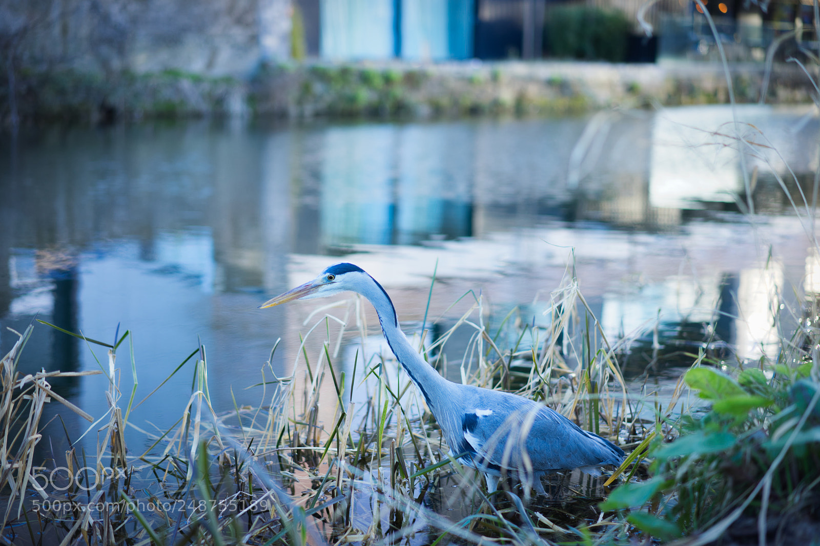 Sony a7 II sample photo. Bird - heron photography