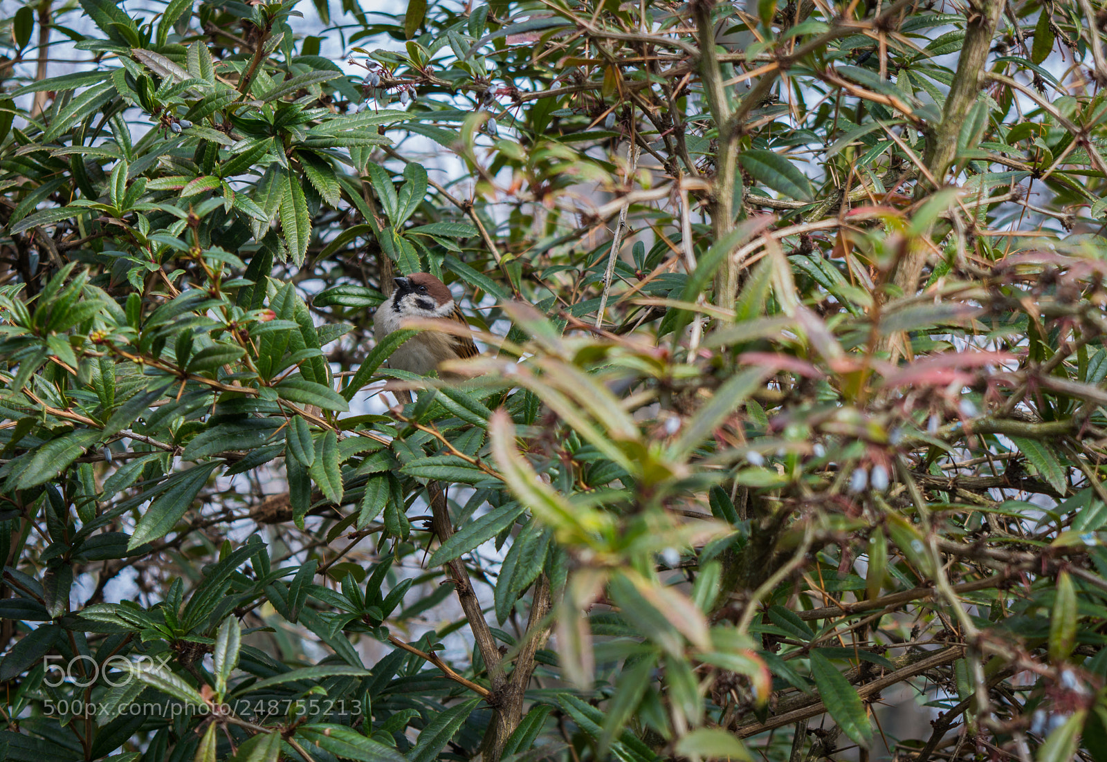 Nikon D5200 sample photo. Sparrow waiting for spring photography