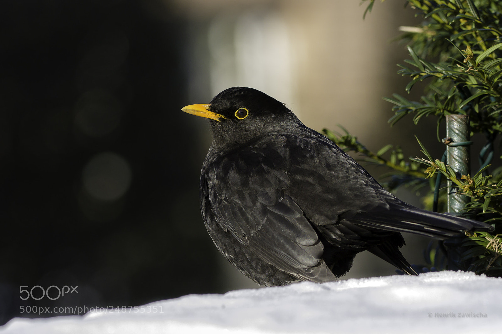 Canon EOS 7D sample photo. Eventually thawing photography