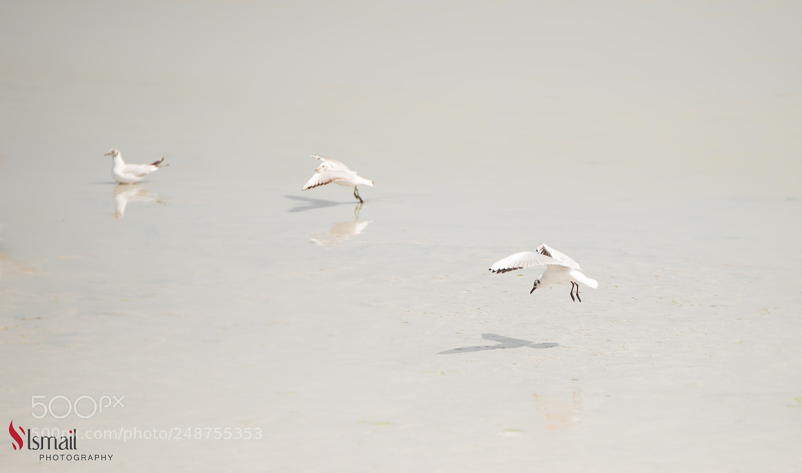 Nikon D800 sample photo. Seagulls photography