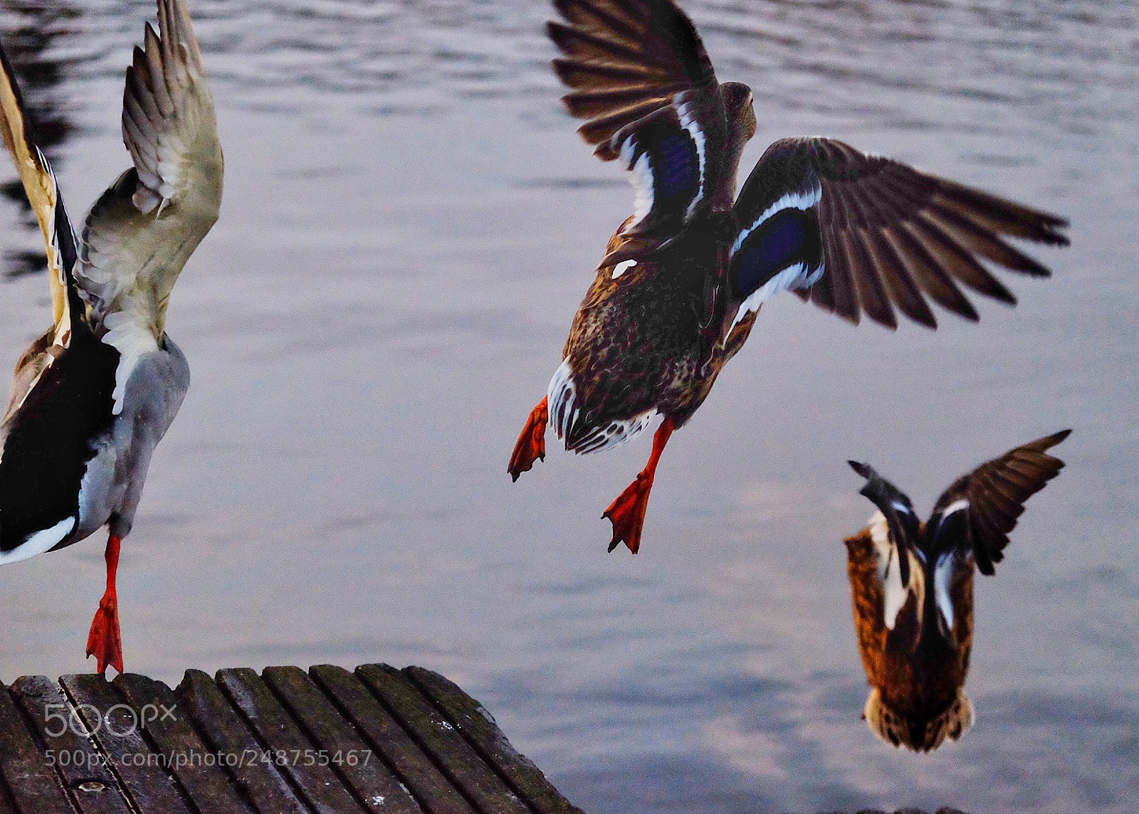 Fujifilm X-T10 sample photo. Escapeing ducks photography