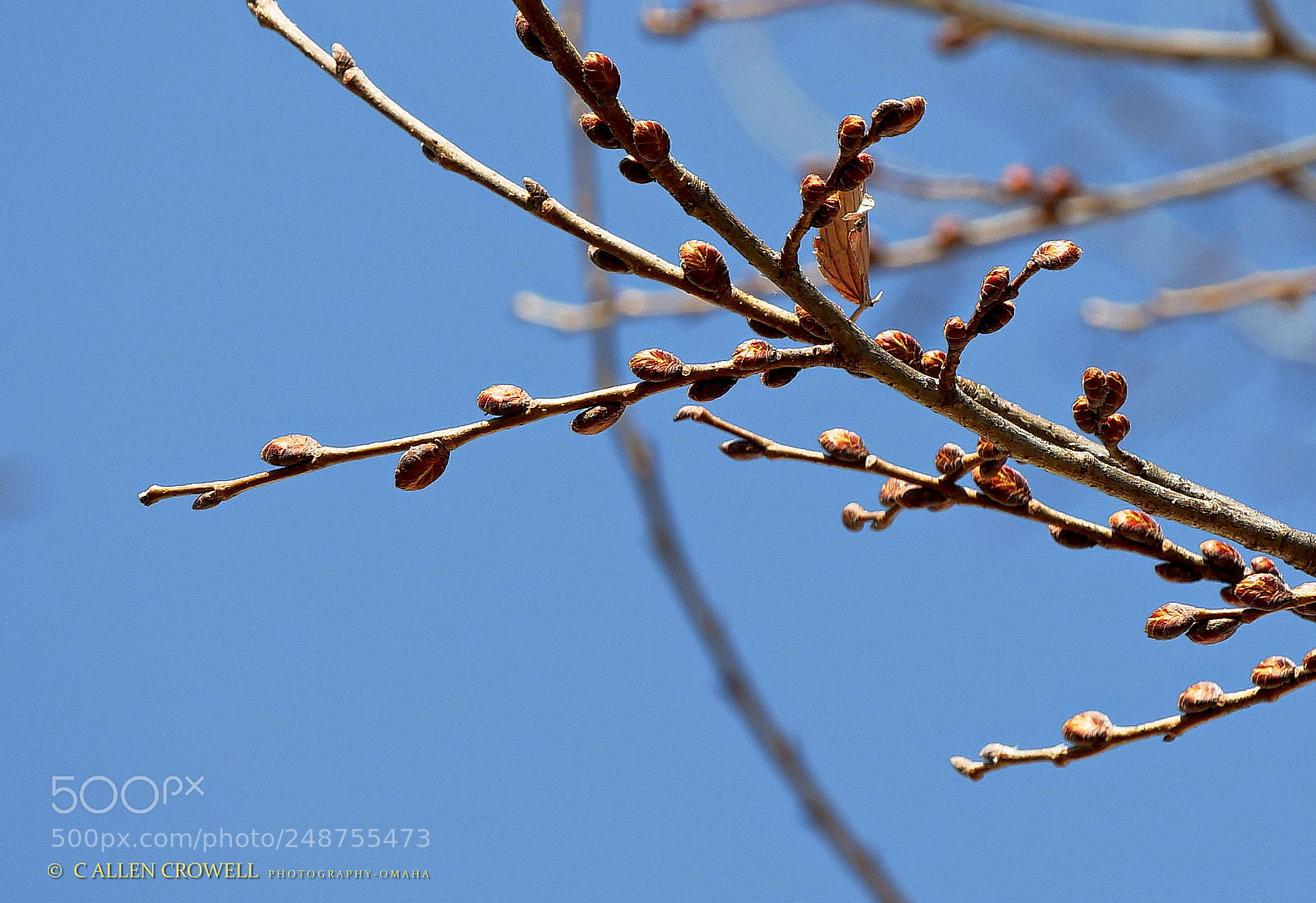 Panasonic Lumix DMC-GX85 (Lumix DMC-GX80 / Lumix DMC-GX7 Mark II) sample photo. Spring buds photography