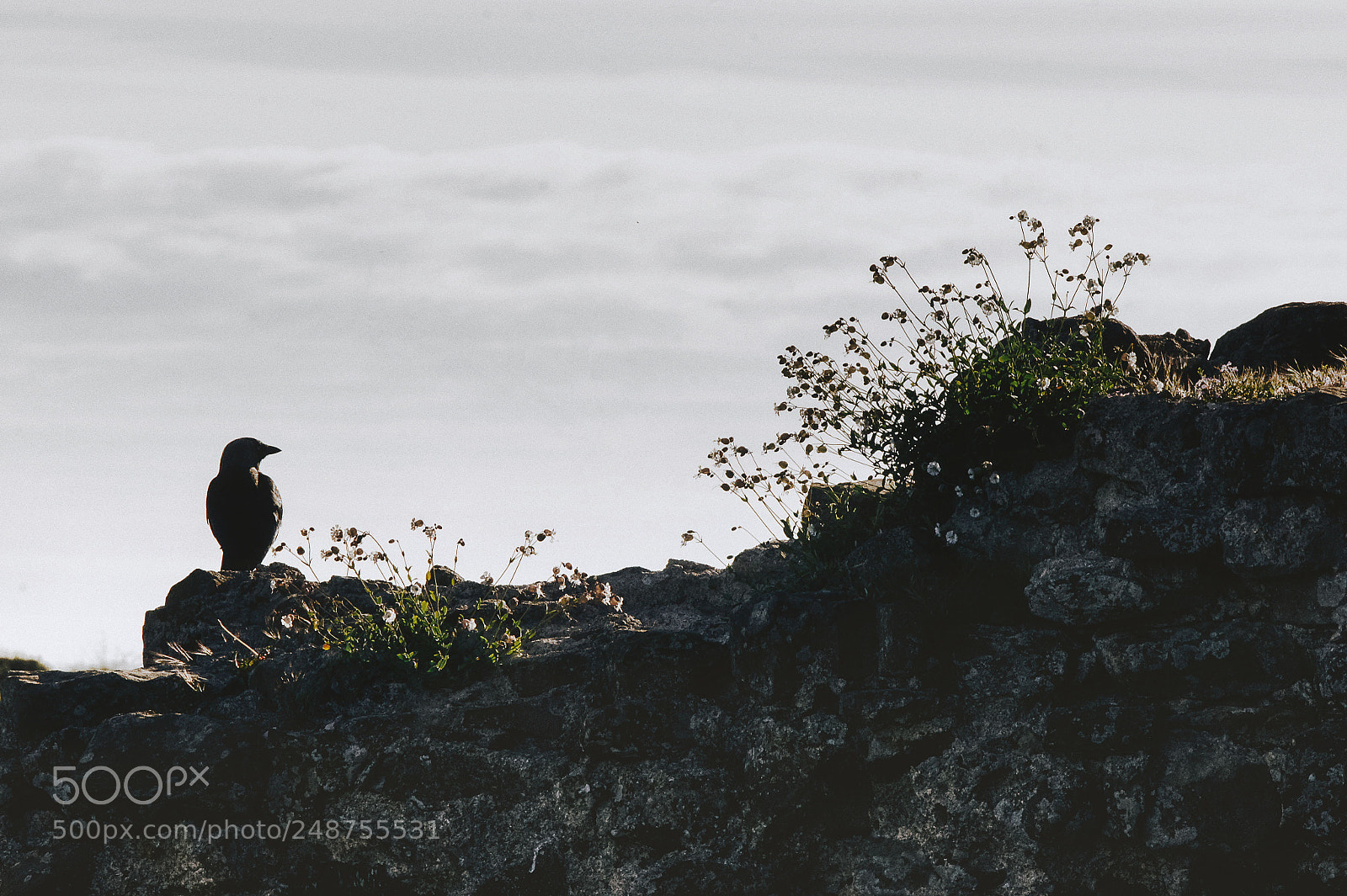 Sony Alpha NEX-5 sample photo. 16/5000 crow and landscape photography