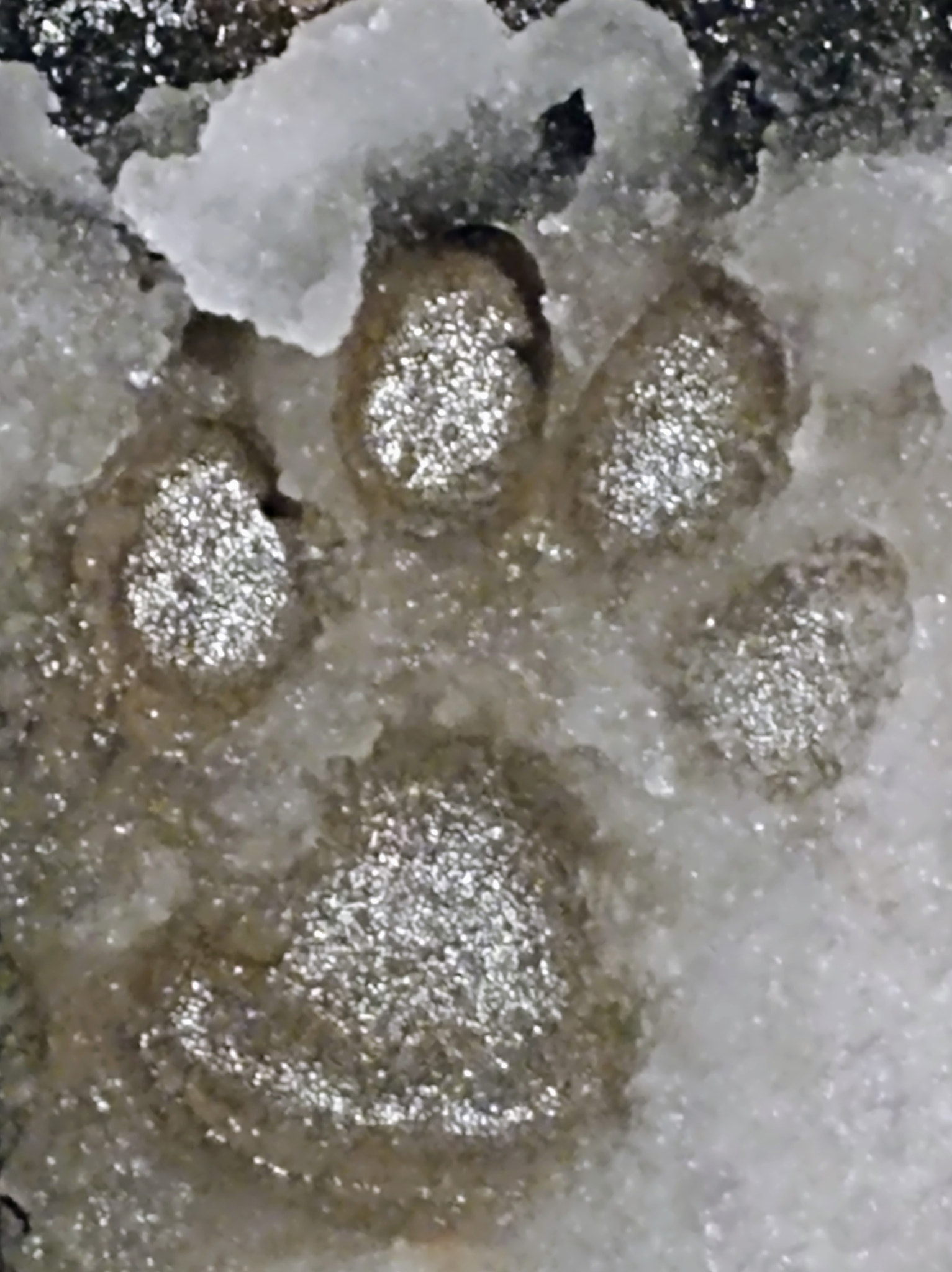 LG V30 sample photo. Glitter paws photography