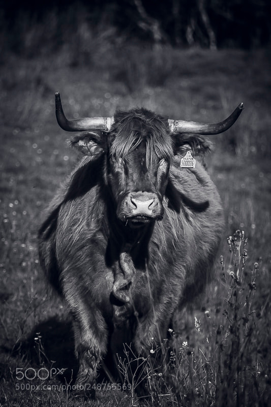Canon EOS 20D sample photo. Highland cow photography