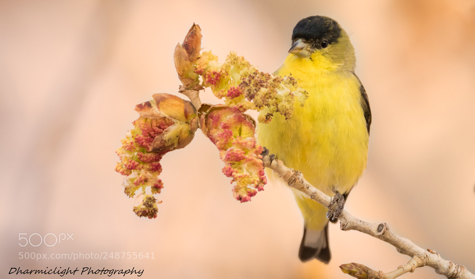Canon EOS 7D Mark II sample photo. A splash of yellow photography