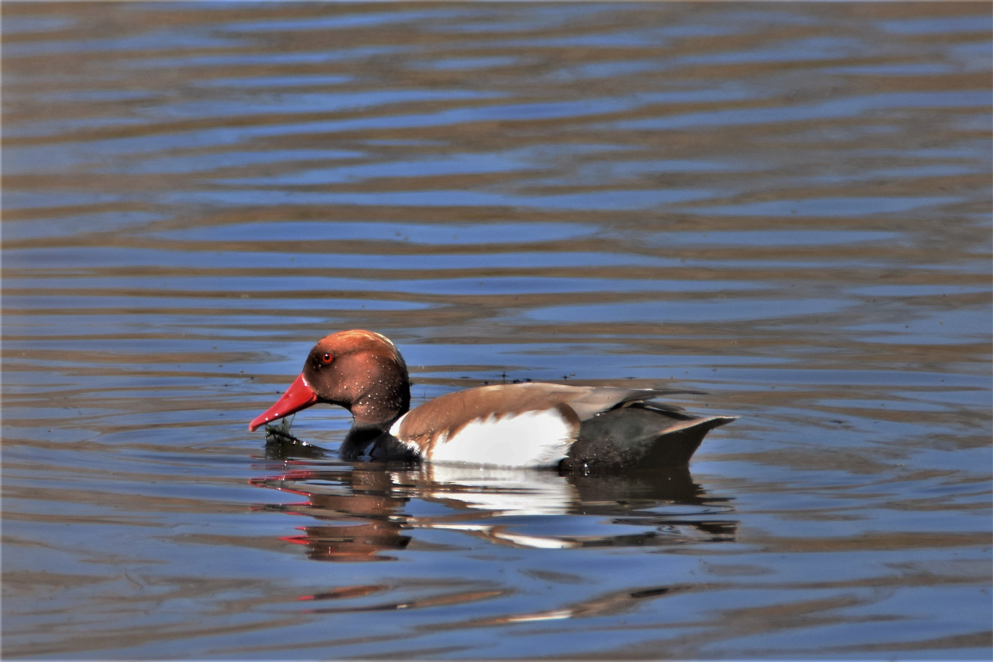 Nikon D7200 sample photo. Duck photography